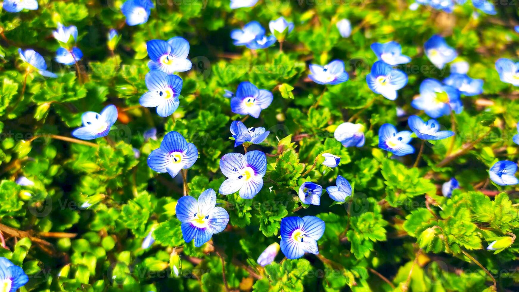 Blue flowers on meadow, spring, blossom photo