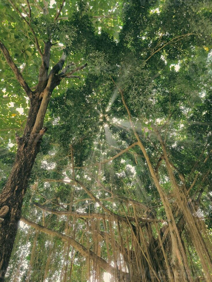 Ray of sunlight through the banyan tree in the Cave of Virgin Mary Puhsarang photo