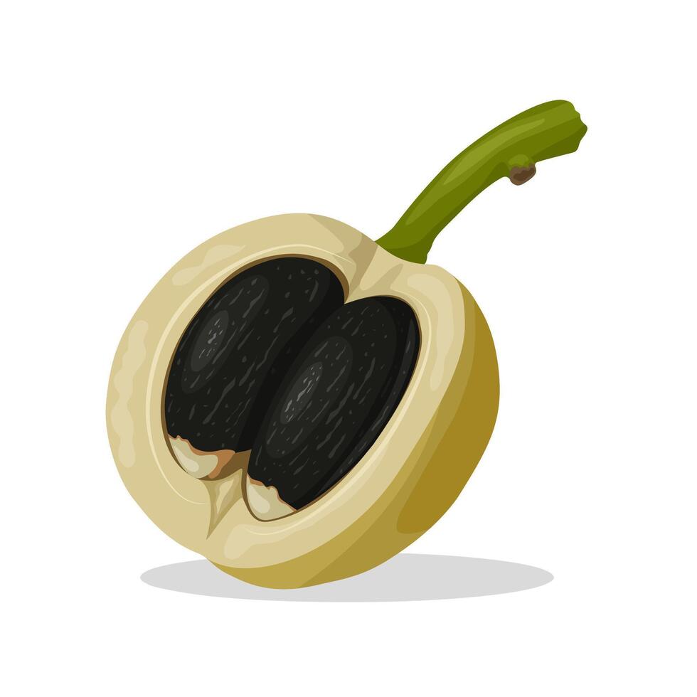 illustration, Barbados nut or jatropha curcas, isolated on white background. vector