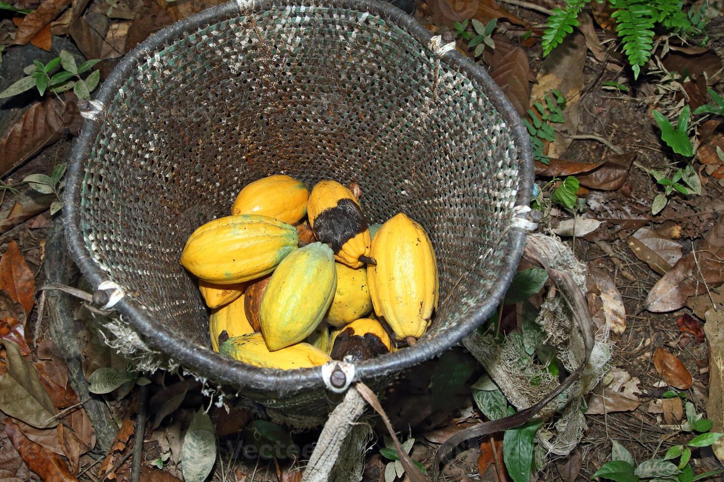 paneiro with harvested cocoa photo