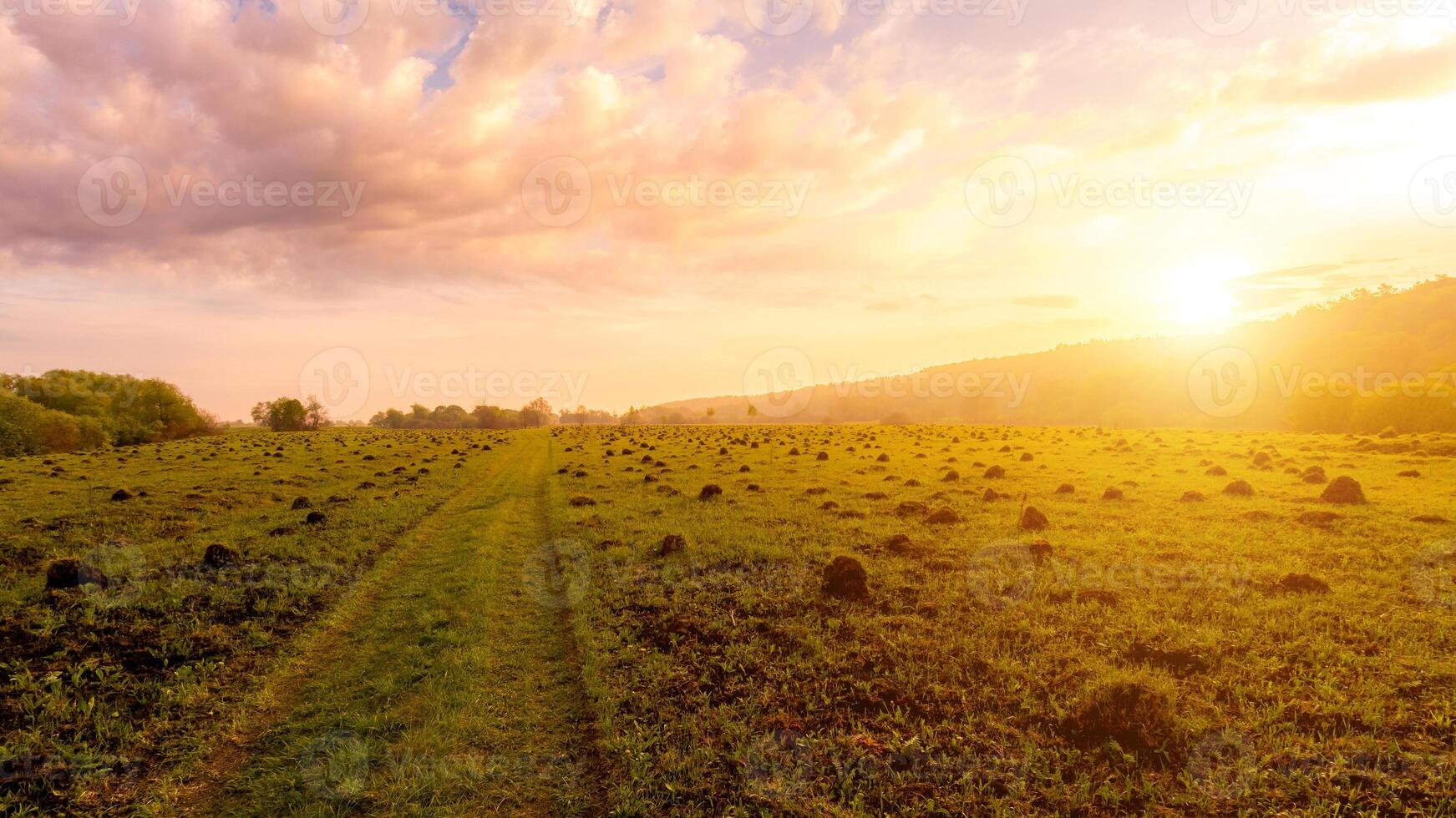 Sunset or dawn in a field with green grass and willows in the background. Early summer or spring. photo