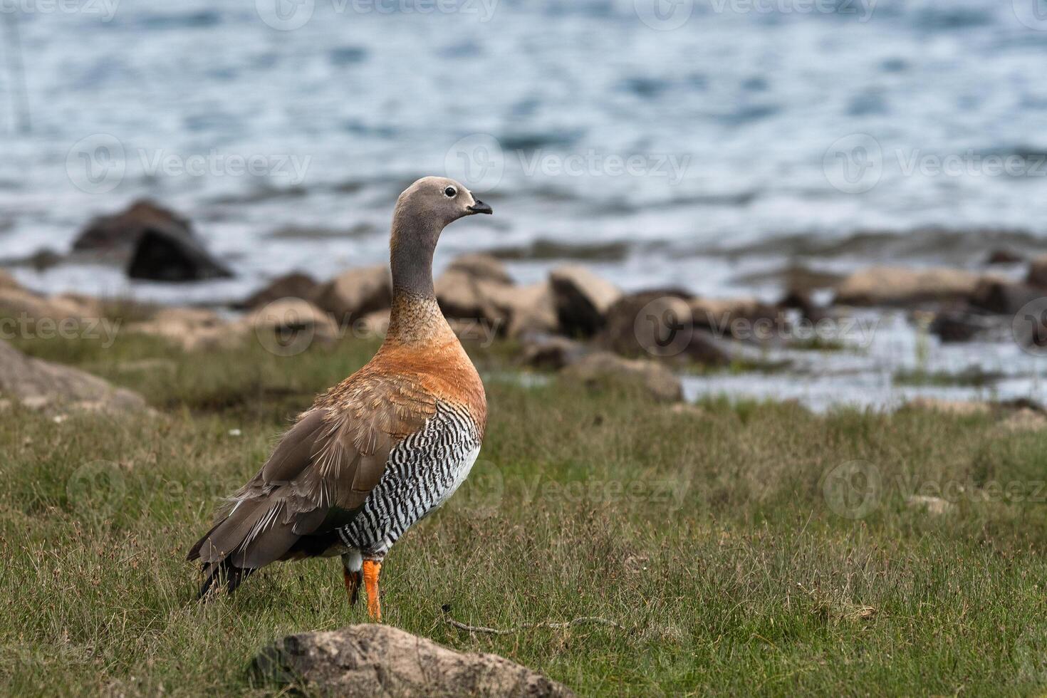 Cauquen on the shore photo