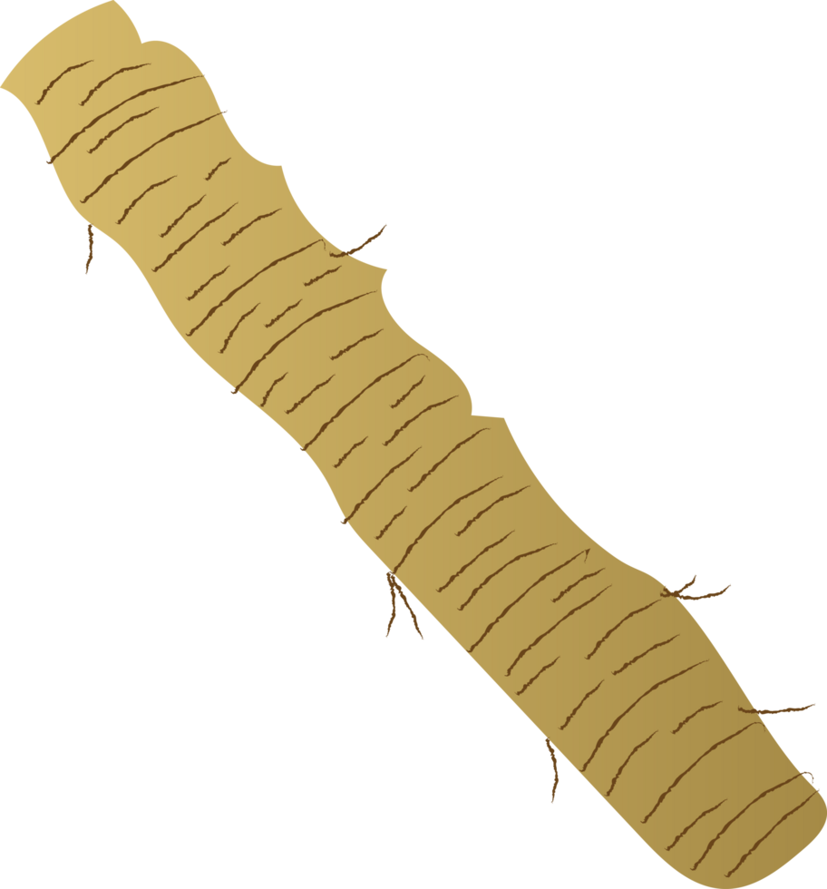 Whole budrok root organic vegetables png
