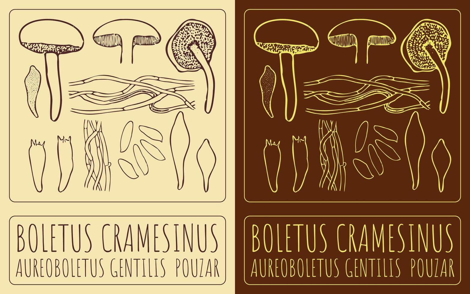 Drawing BOLETUS CRAMESINUS. Hand drawn illustration. The Latin name is AUREOBOLETUS GENTILIS POUZAR. vector