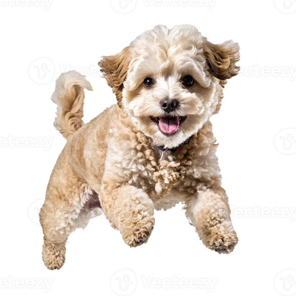 maltipoo dog puppy jumping and running isolated transparent png