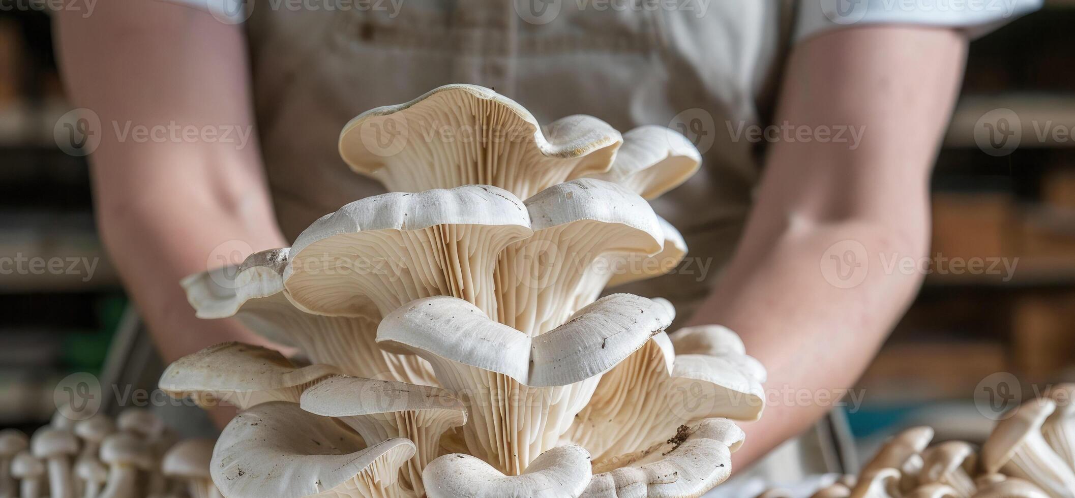Close-up of a worker holding a bouquet of oyster mushrooms against the background of a greenhouse for growing mushrooms. Source of beta glucan. photo