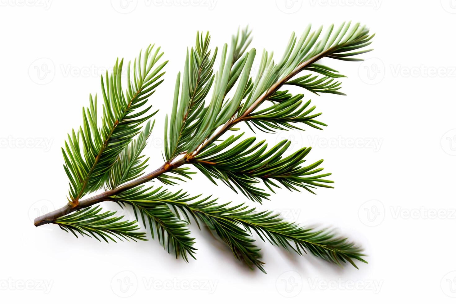 Spruce branch isolated on white background. Green fir. Realistic Christmas tree llustration for Xmas cards, New year party posters. photo