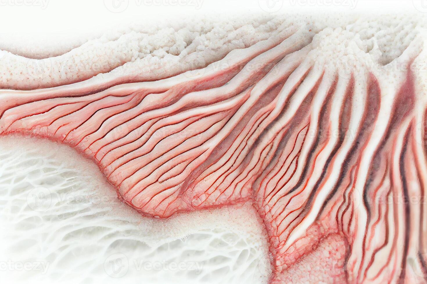 medicine Respiratory prismatic ciliated pseudostratified epithelium. The apical border of the epithelium has a layer of cilia supported in their basal bodies. photo