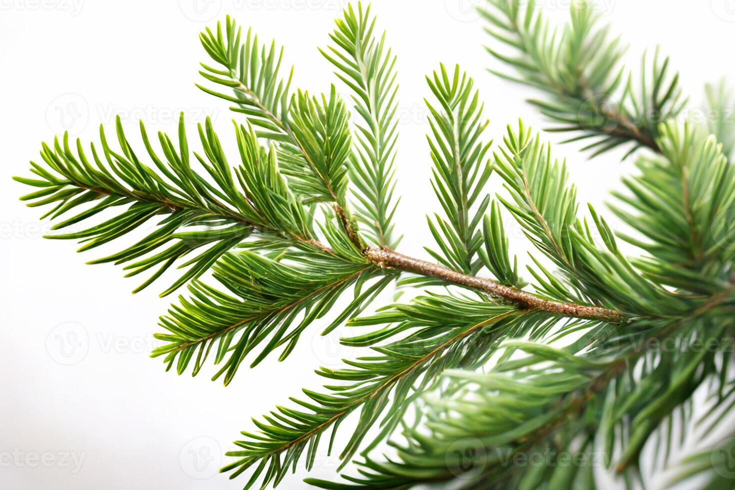 Spruce branch isolated on white background. Green fir. Realistic Christmas tree llustration for Xmas cards, New year party posters. photo