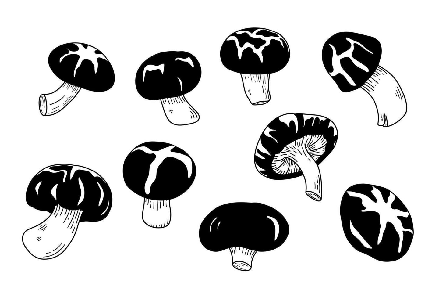 Shiitake mushrooms collection. Asian organic food. components. Natural Chinese ingredient for vegan, vegetarian diet. Edible raw vegetable for Japanese cousine. Vector illustration alternative protein