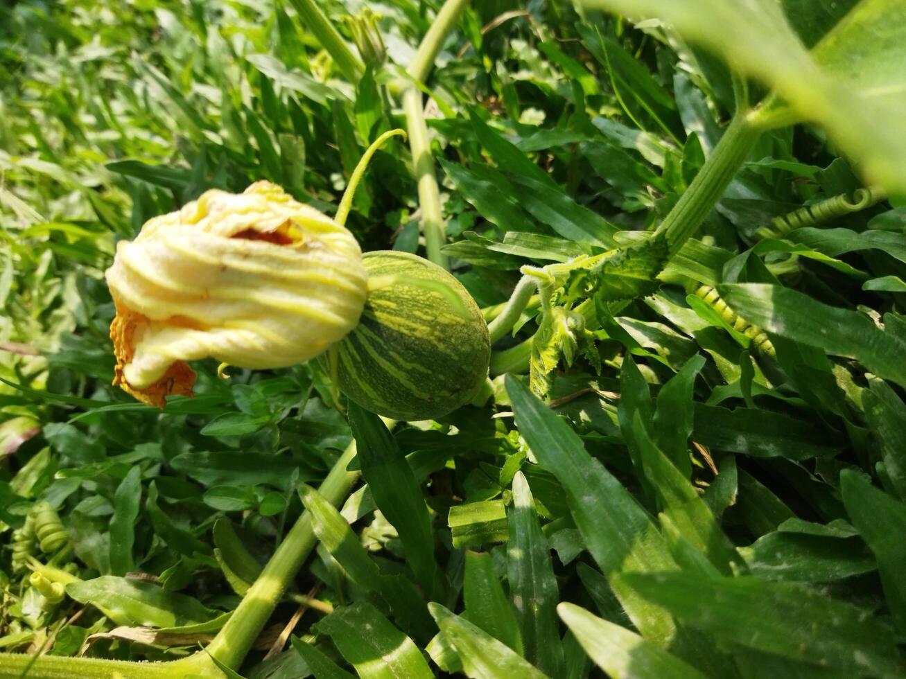 Benefits of eating sweet pumpkin Sweet pumpkin is very effective in boosting the body's immune system by preventing diseases. ... Reduces high blood pressure People with high blood pressure can eat photo