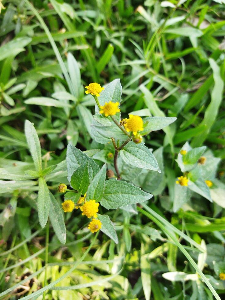 While walking along the village path or the urban wasteland, one has to stop suddenly as if the virgin nature is waiting dressed in a yellow dress. By the fields, by the roadsides the green lima sur photo