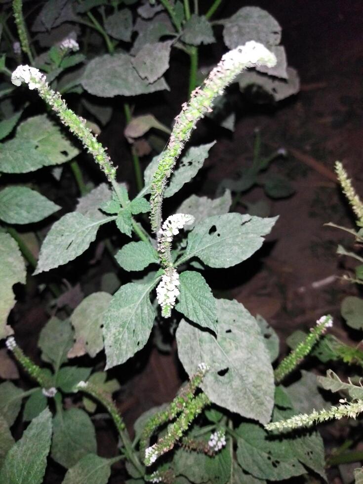 1. The juice of its leaves is used to cure red chaka chaka spots in the body due to fungal infection. 2. When the leaves are twisted and applied to the swelling, the swelling decreases. 4. Poisonous i photo