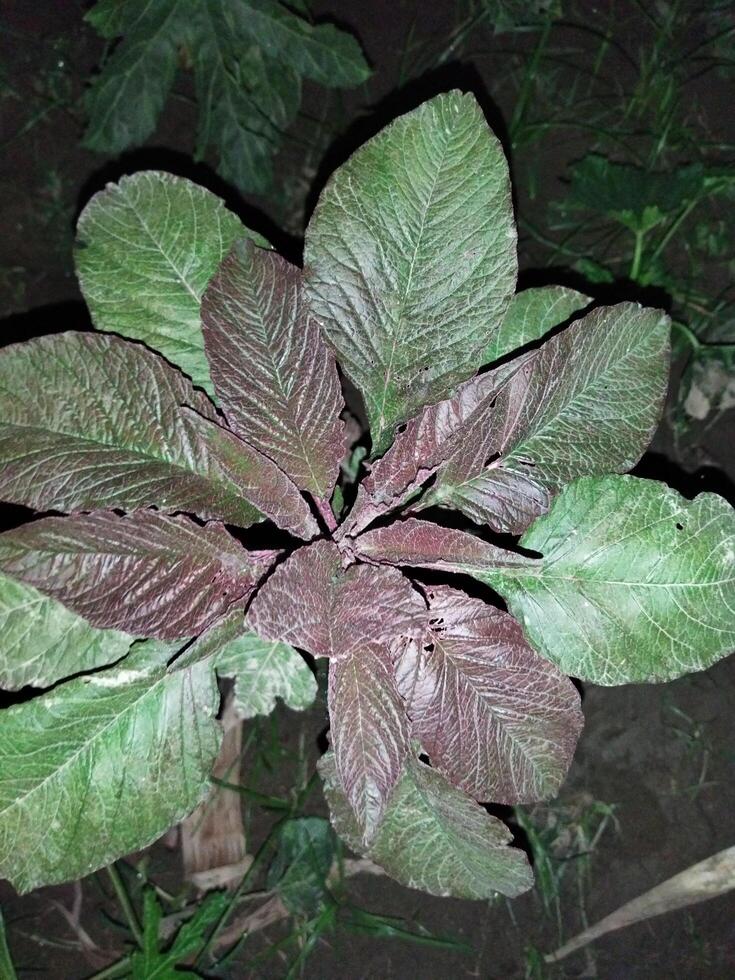 Data vegetable or data, reduces our body weight, removes anemia and increases immunity photo