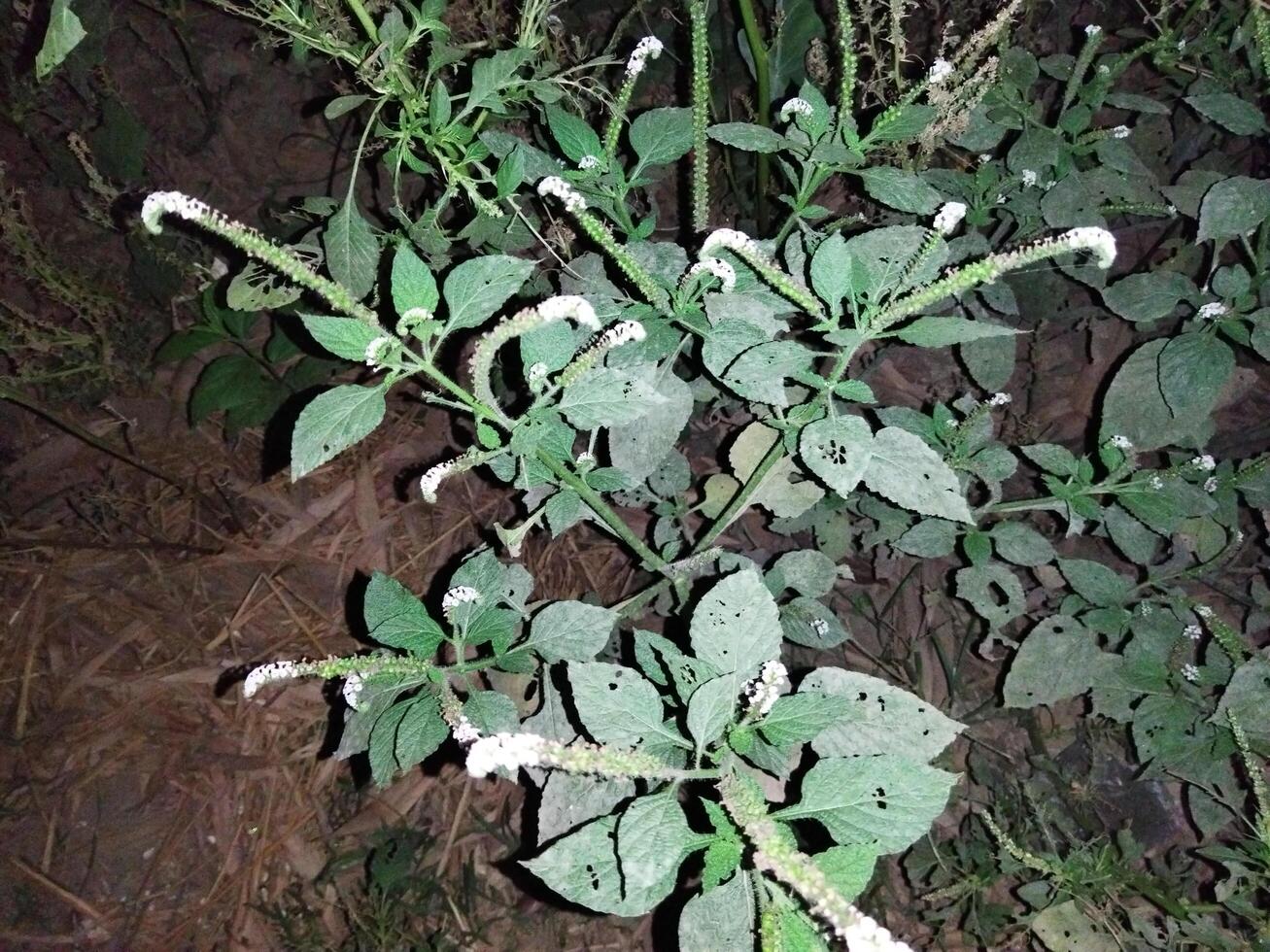 1. The juice of its leaves is used to cure red chaka chaka spots in the body due to fungal infection. 2. When the leaves are twisted and applied to the swelling, the swelling decreases. 4. Poisonous i photo