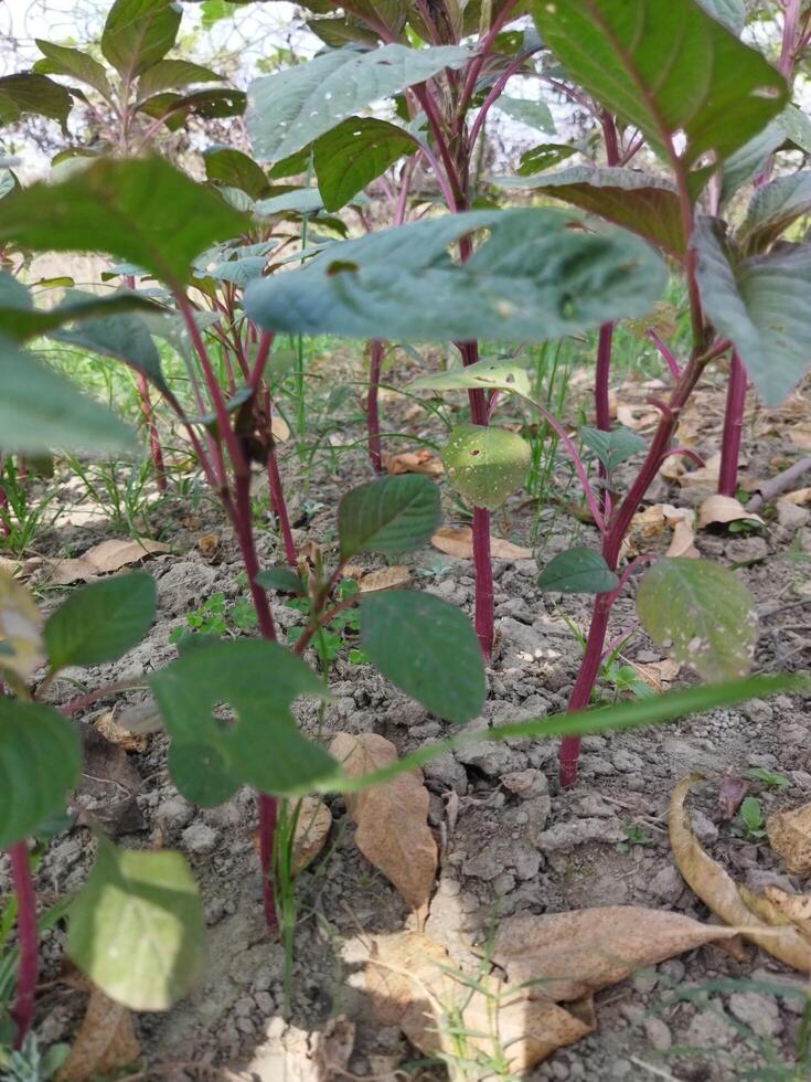 Data vegetable or data, reduces our body weight, removes anemia and increases immunity photo