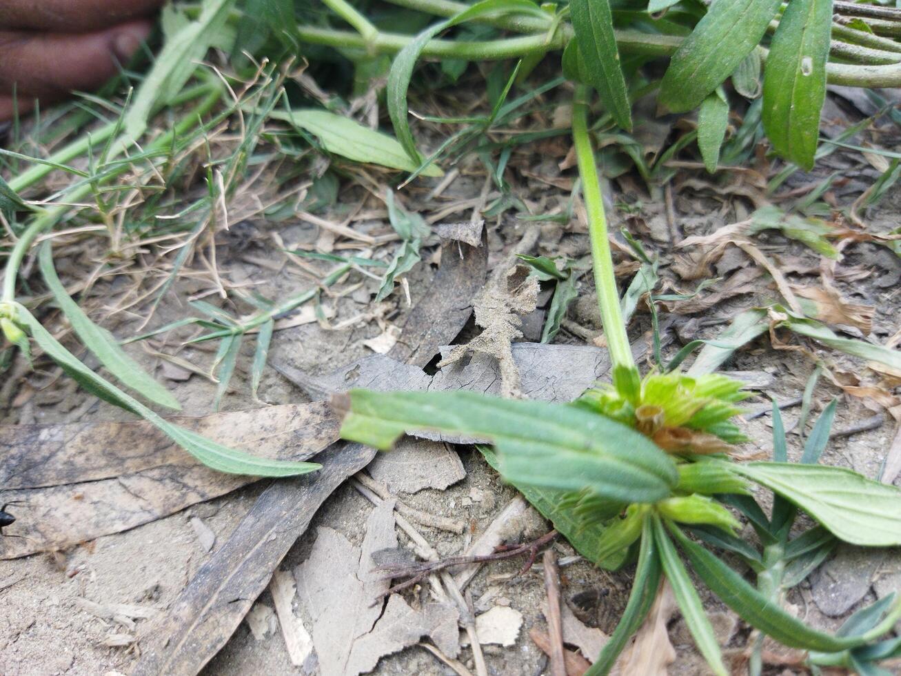 a hand holding a plant in front of a field photo
