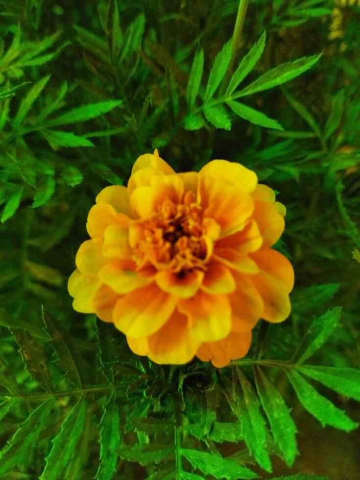 a plant with yellow flowers in a green pot photo