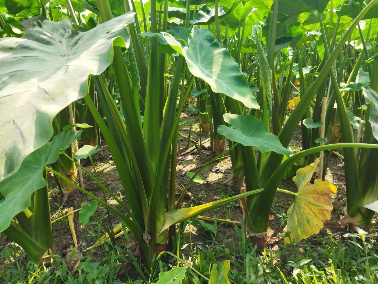 a large plant with many leaves growing in the ground photo