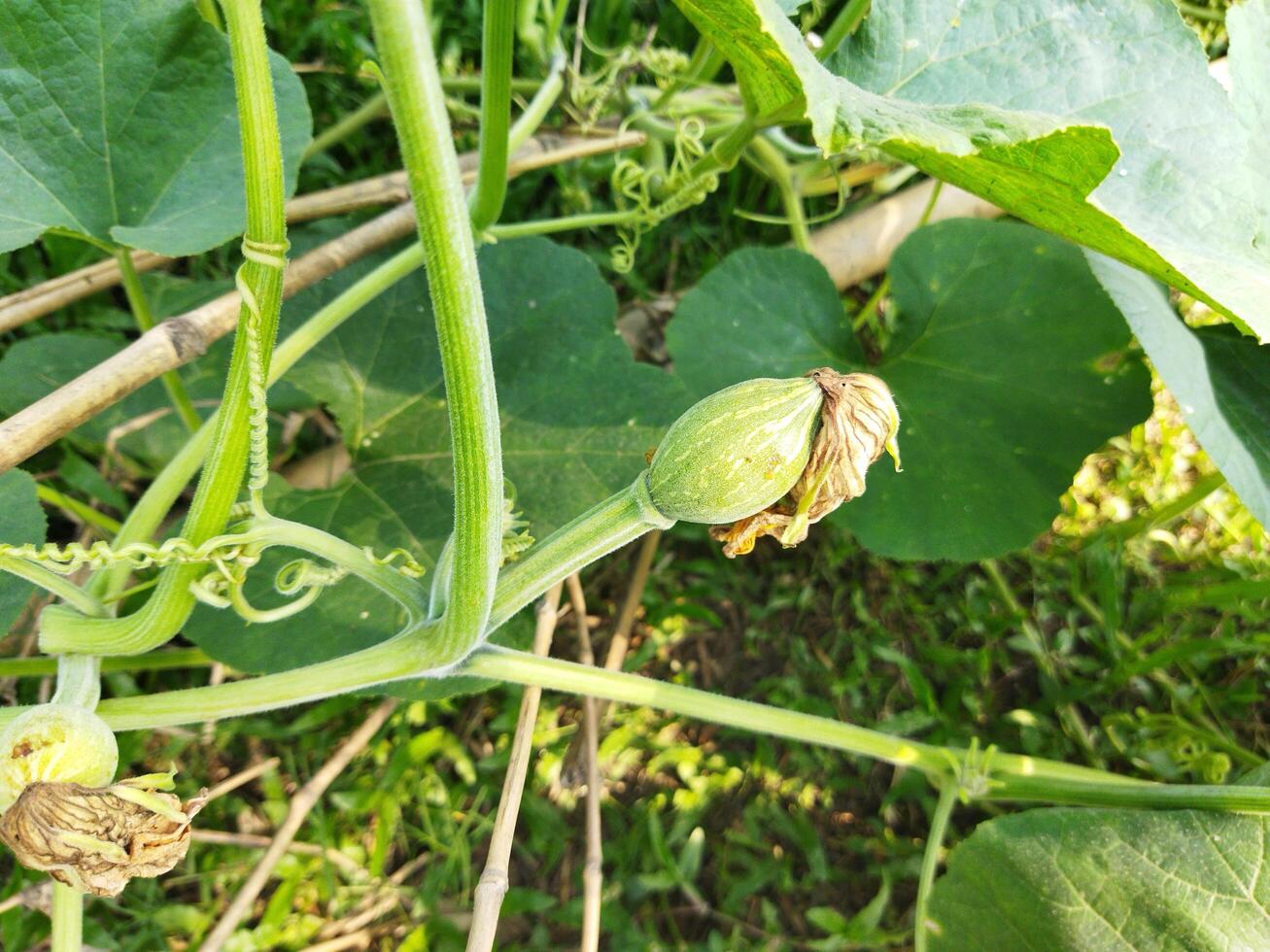 By eating pumpkin greens, you can get rid of many diseases including diabetes control, eye problems. Let's know the benefits of sweet pumpkin greens - skin brightening Pumpkin rich in vitamin A and C photo