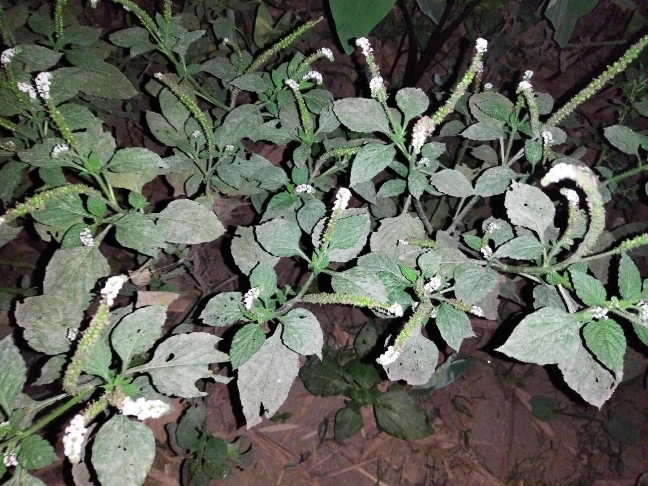 1. The juice of its leaves is used to cure red chaka chaka spots in the body due to fungal infection. 2. When the leaves are twisted and applied to the swelling, the swelling decreases. 4. Poisonous i photo