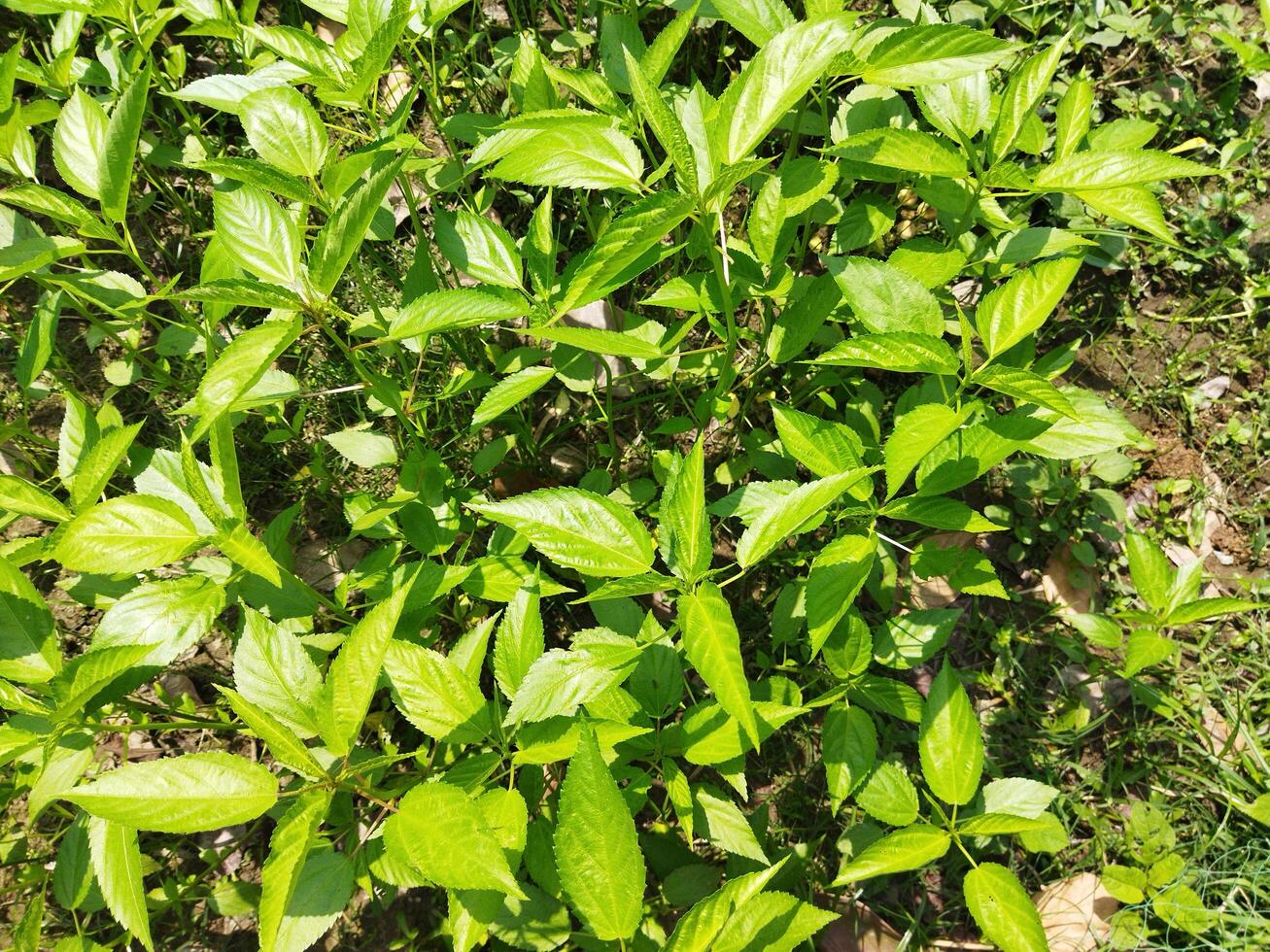 These leaves contain vitamin C and some very beneficial antioxidants that keep the immune system strong. If you want to reduce stomach problems like gas, acidity, you should eat jute leaf. This leaf c photo