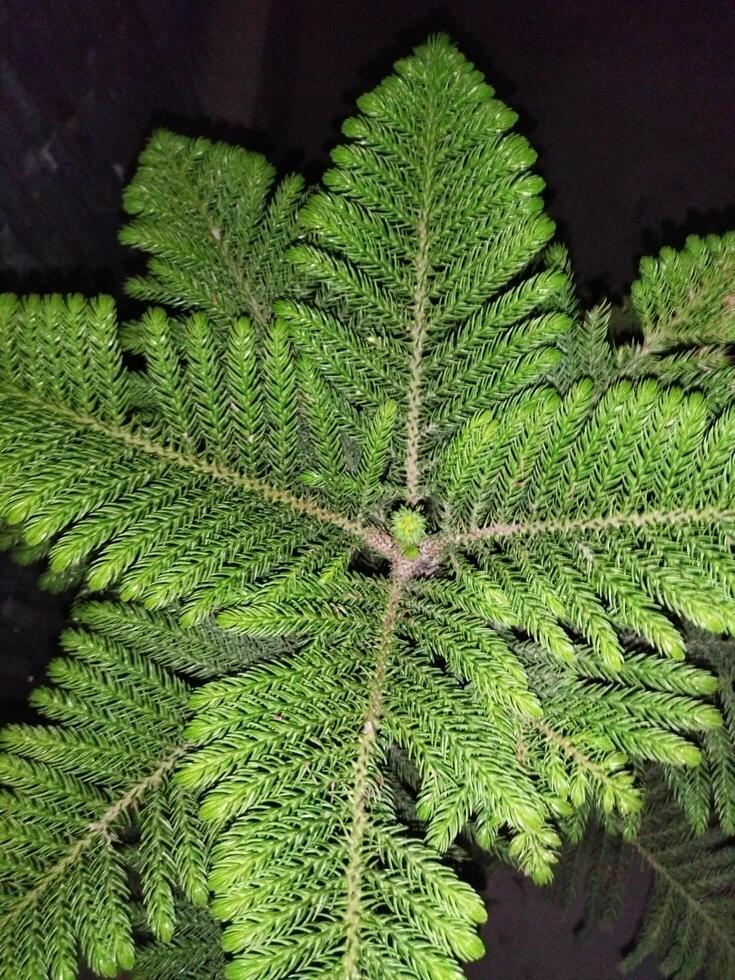 a small tree with green leaves in a dark room photo