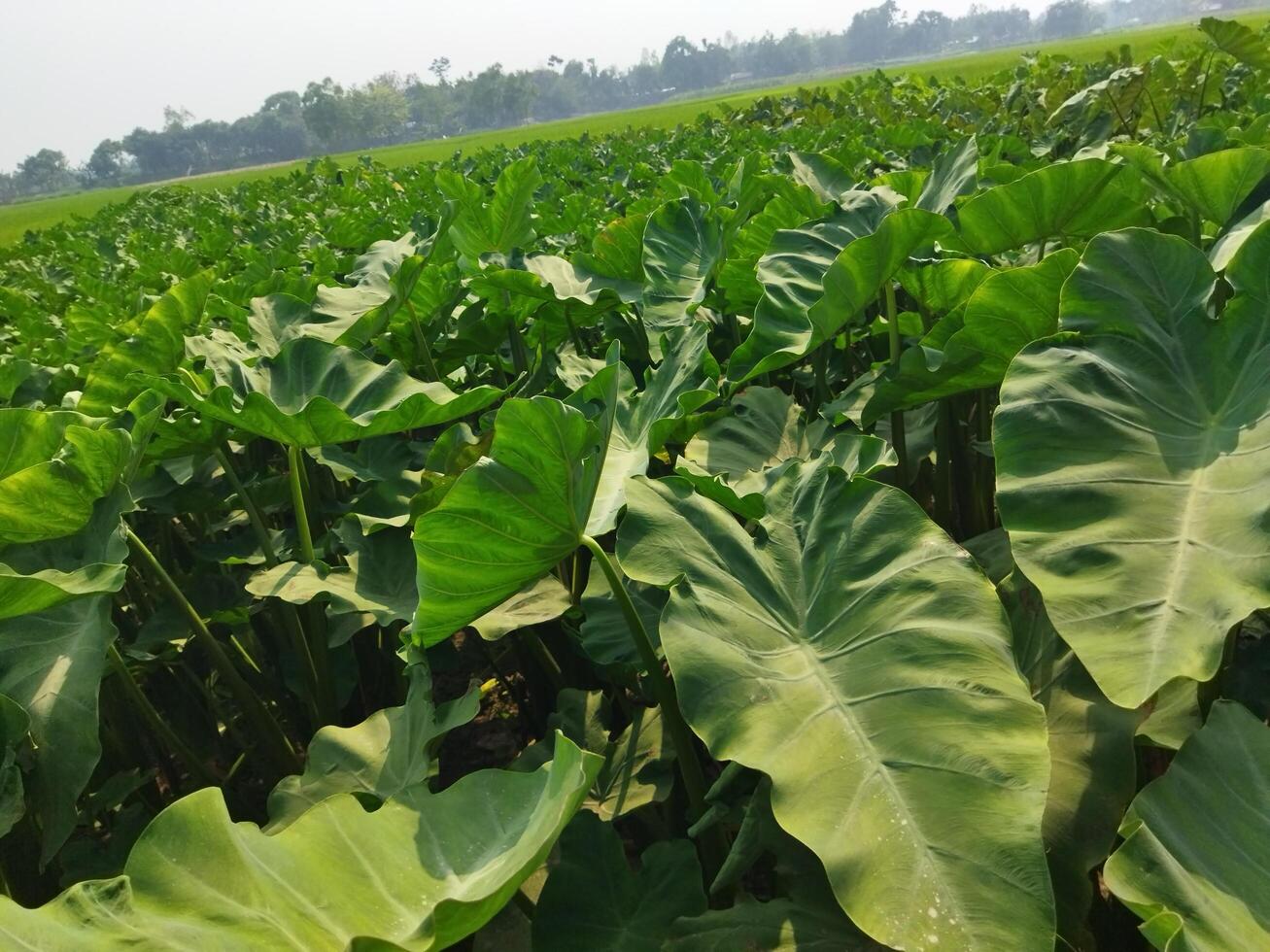 a large plant with many leaves growing in the ground photo