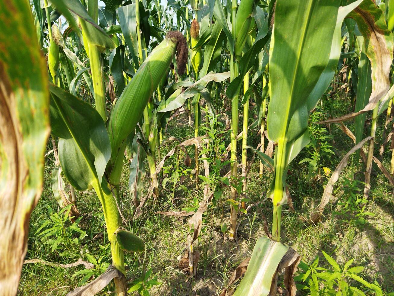 a corn plant with a purple flower on it photo