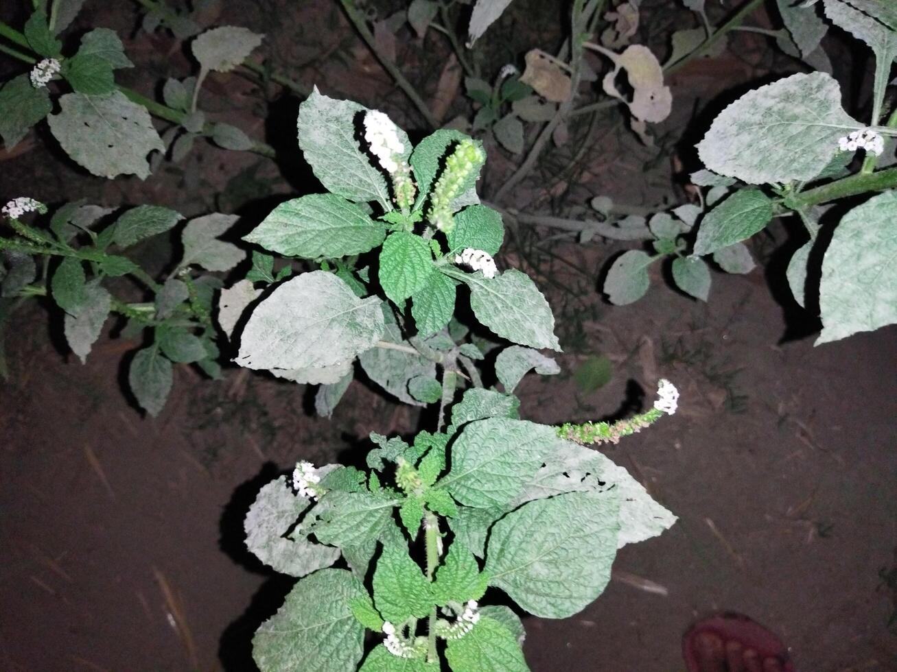 1. The juice of its leaves is used to cure red chaka chaka spots in the body due to fungal infection. 2. When the leaves are twisted and applied to the swelling, the swelling decreases. 4. Poisonous i photo