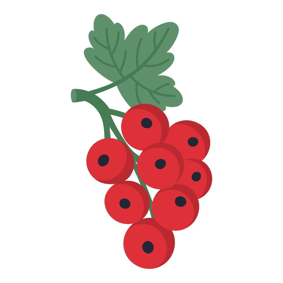 Rowan isolated on white background, illustration vector