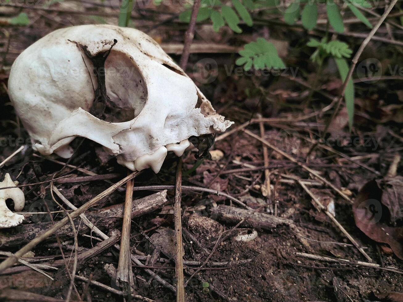 animal skull in the ground photo