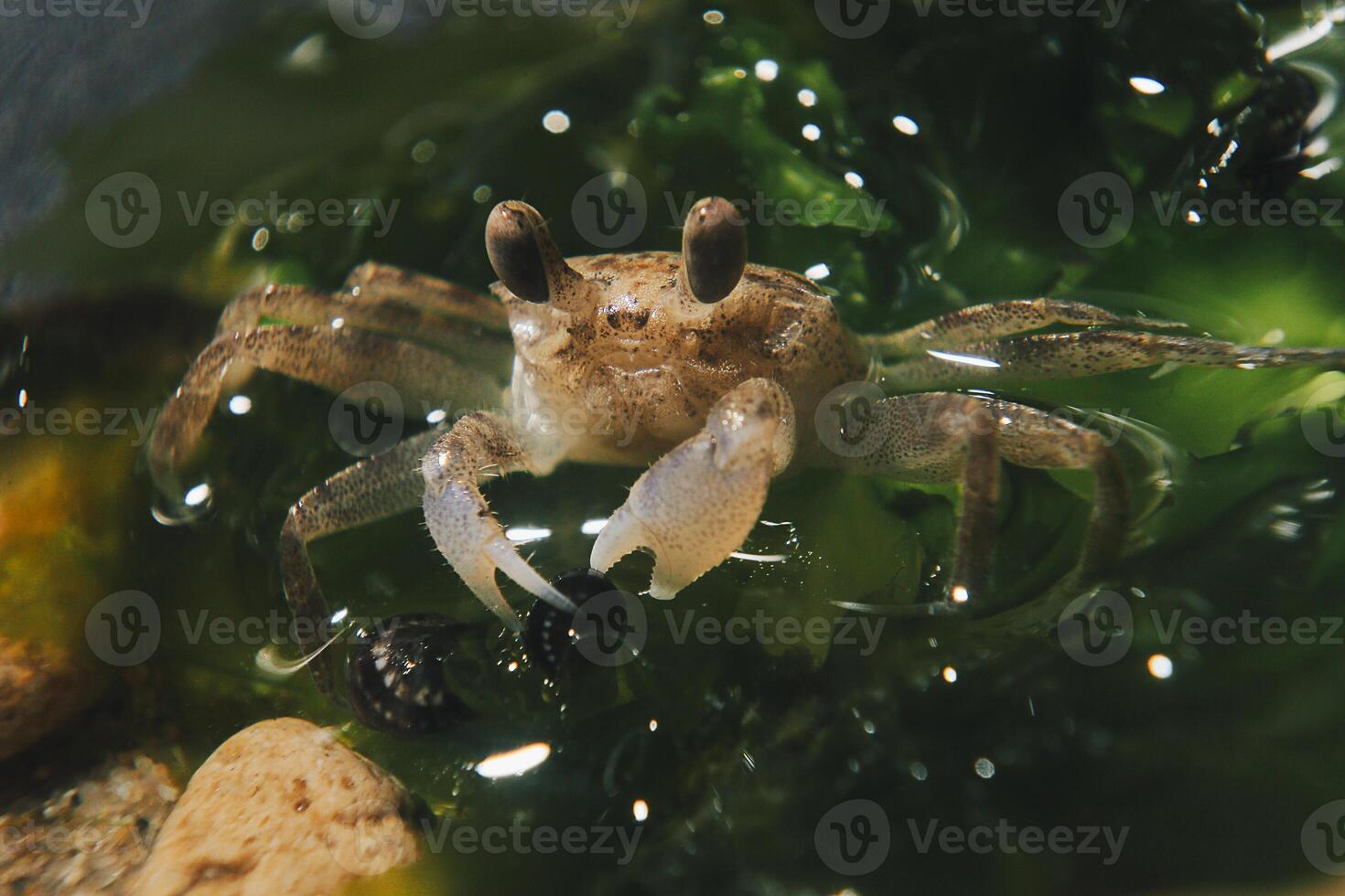 Macro photography of a small crab in a humid environment photo