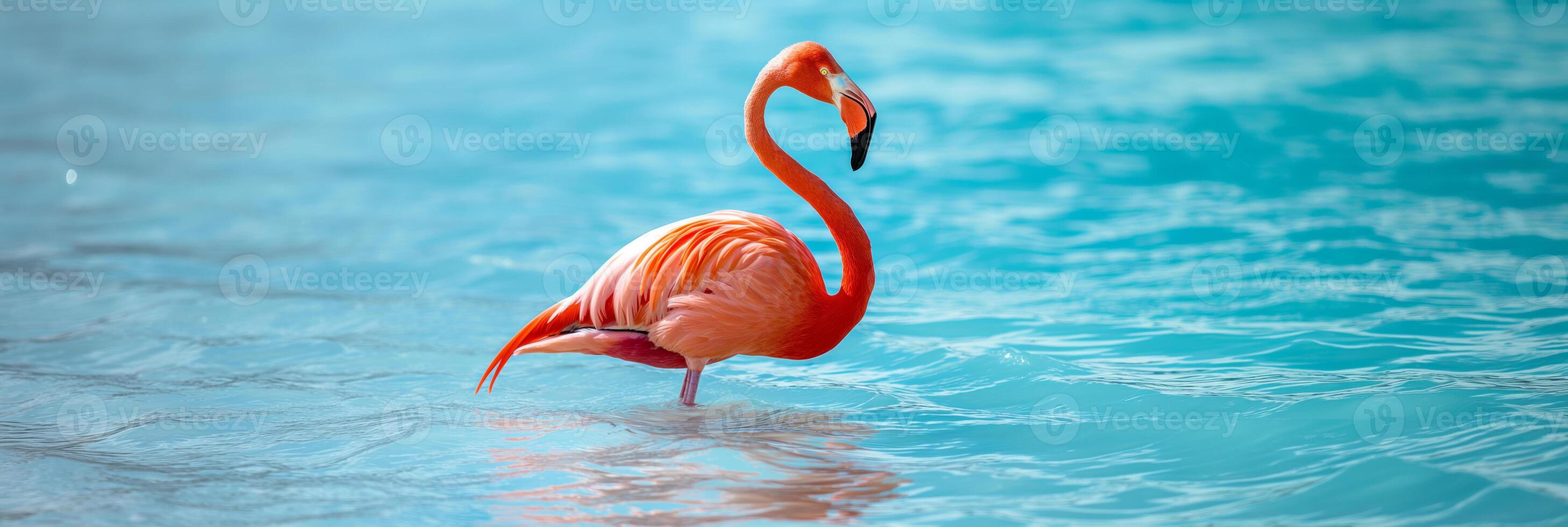 A Greater flamingo is wading in the liquid of a lake photo