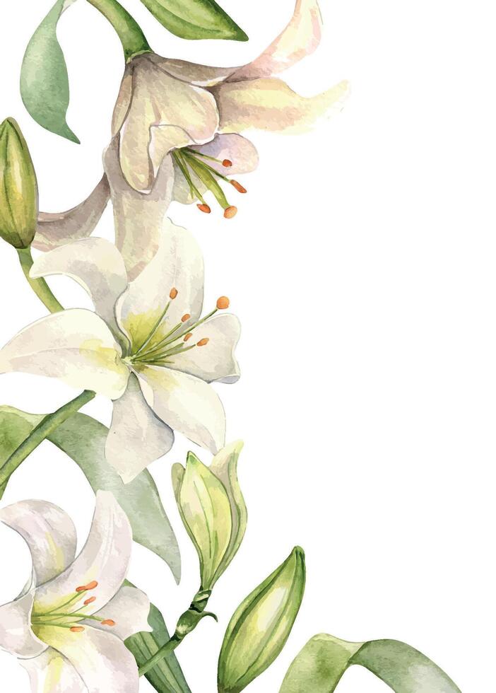 Floral border with lilies. White lily and buds watercolor isolated on white. White flower and stem botanical Illustration hand drawn. Design for wedding invitation in church, christen, Easter card vector