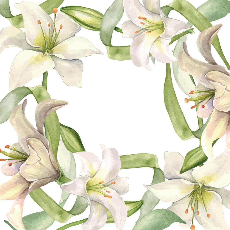 White lily and buds watercolor isolated on white. White flower and stem botanical Illustration hand drawn. Frame with lily and leaves. Design for wedding invitation in church, christen, Easter card. vector