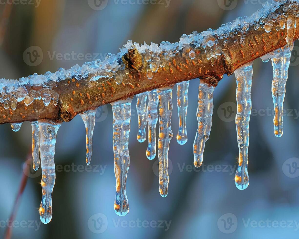 Frozen icicles hanging from a branch photo