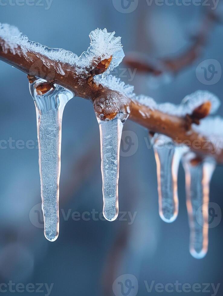 Frozen icicles hanging from a branch photo