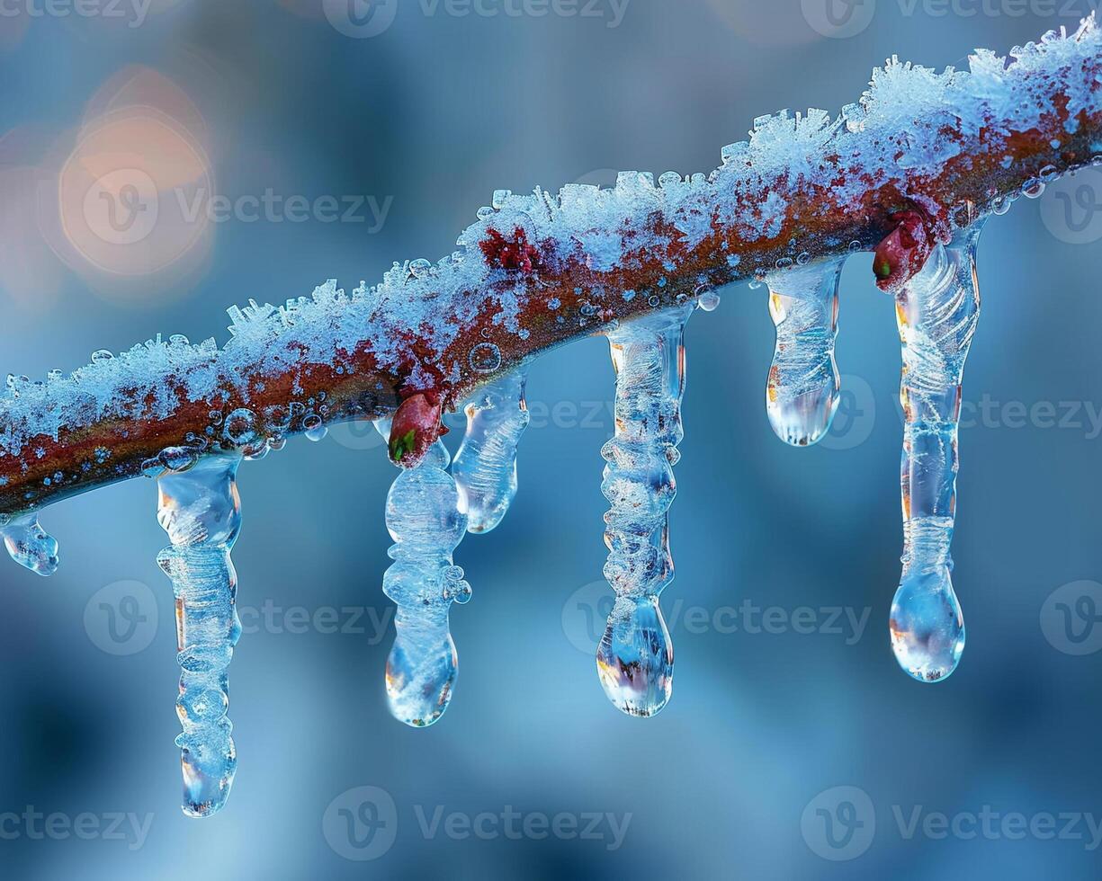 Frozen icicles hanging from a branch photo