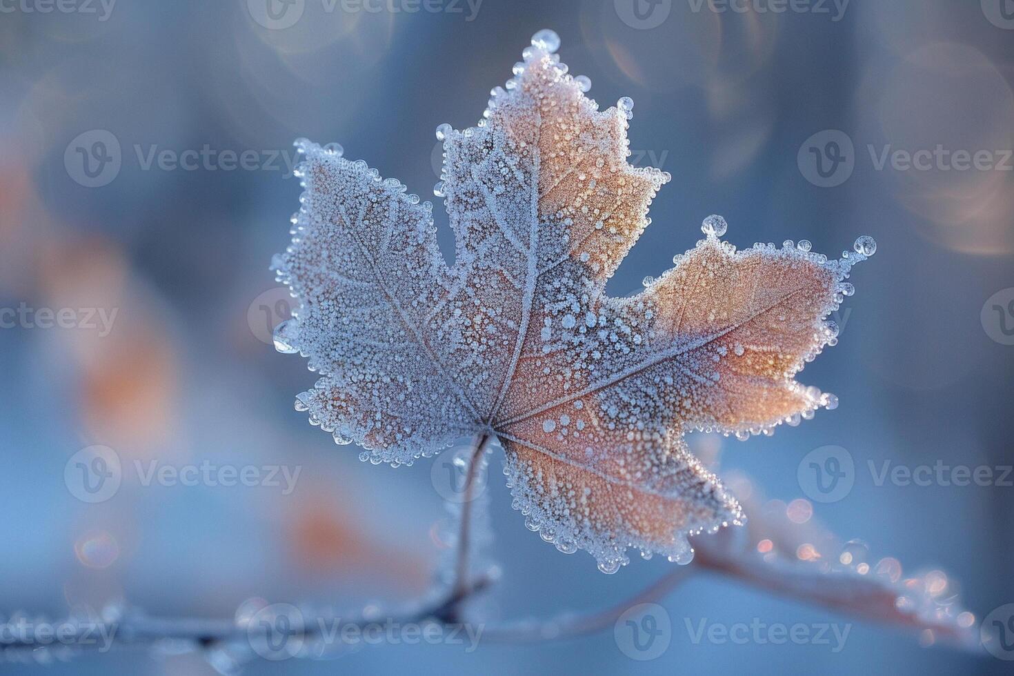Frost patterns on a leaf in early morning photo