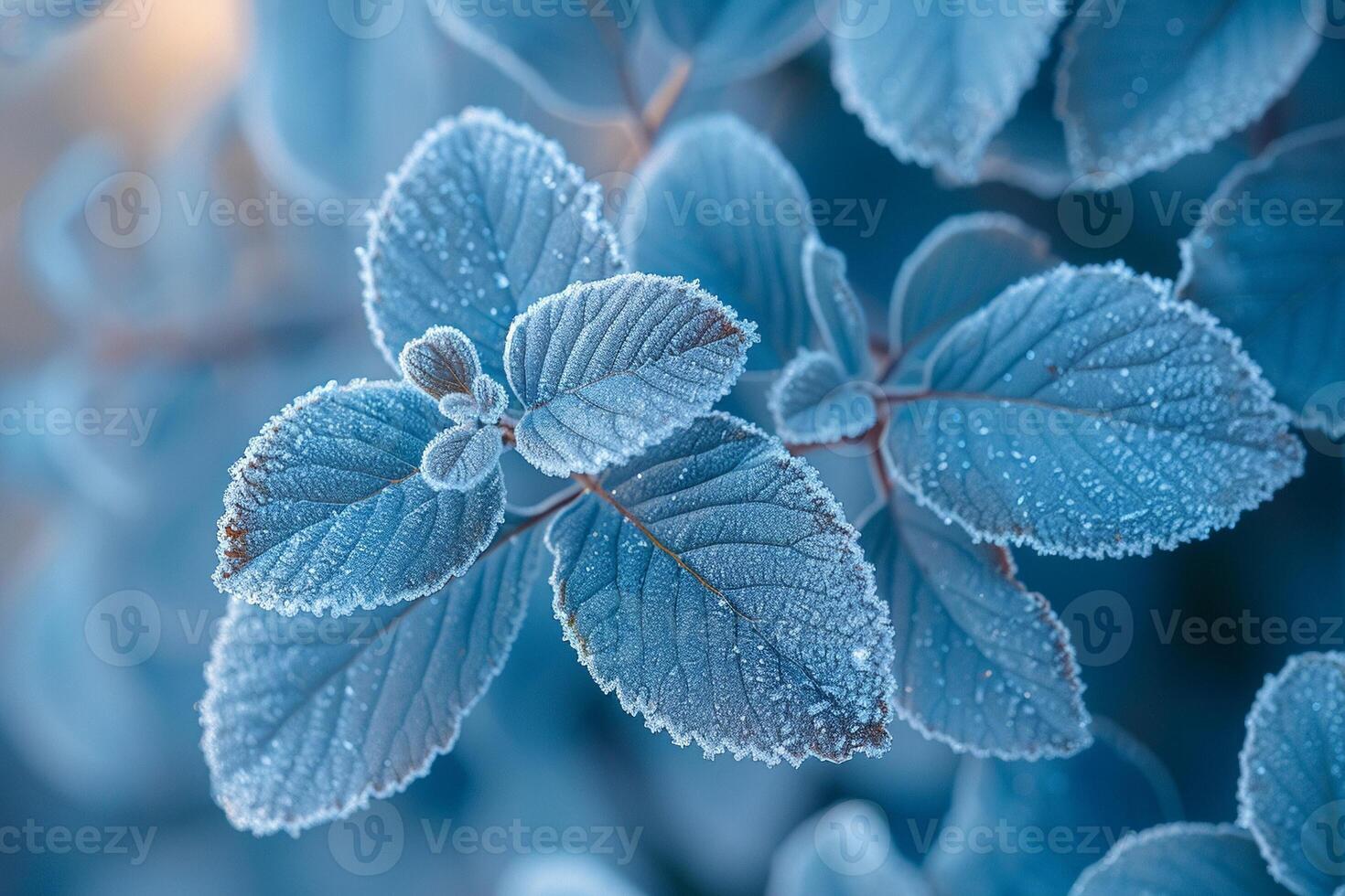 Frost-covered leaves on a brisk winter morning photo