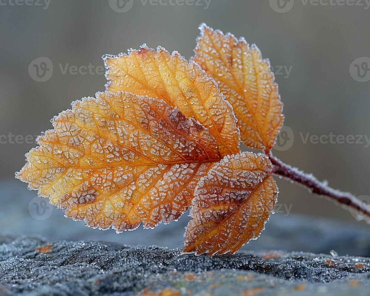 Frost patterns on a leaf in early morning photo