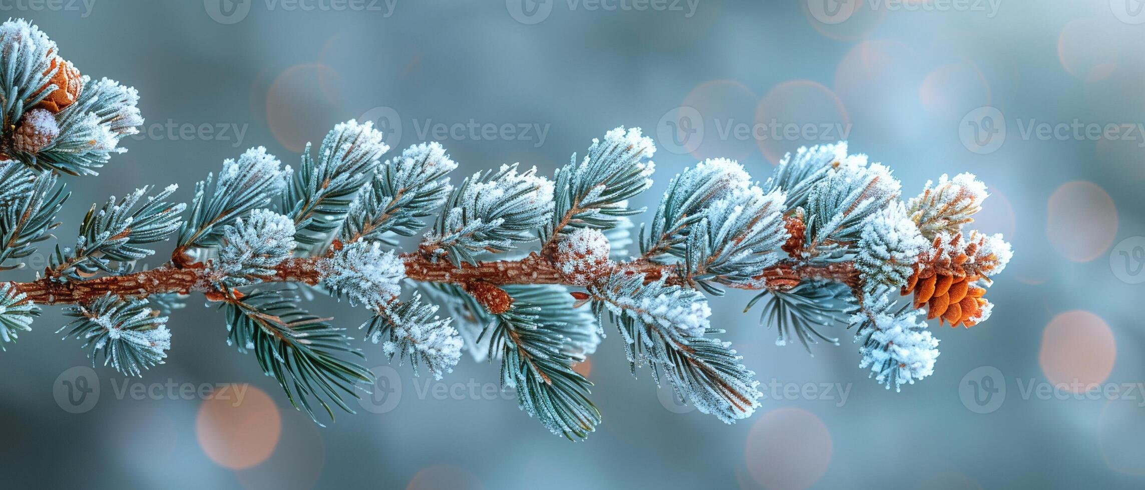 Freshly fallen snow on a pine branch photo