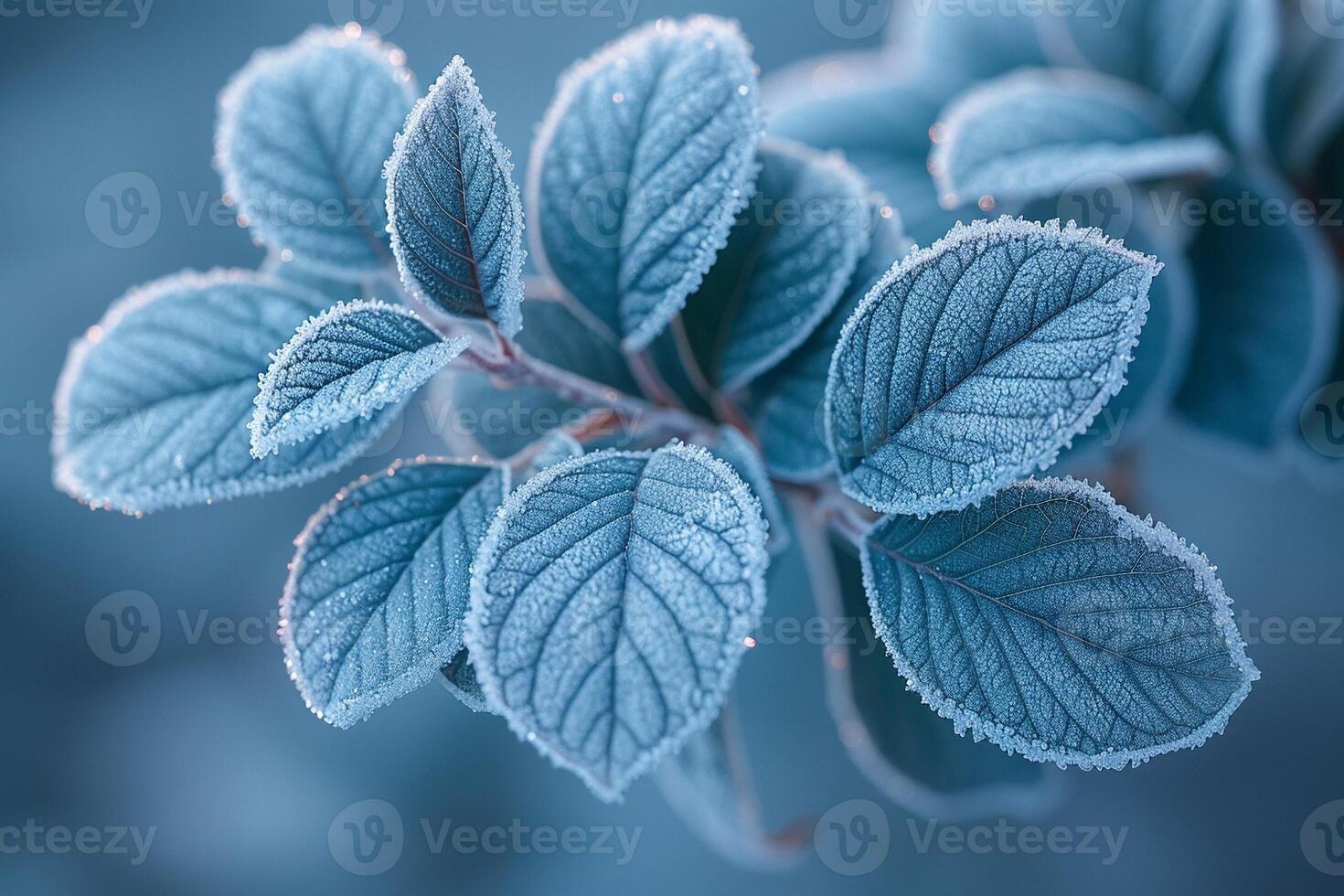 Frost-covered leaves on a brisk winter morning photo