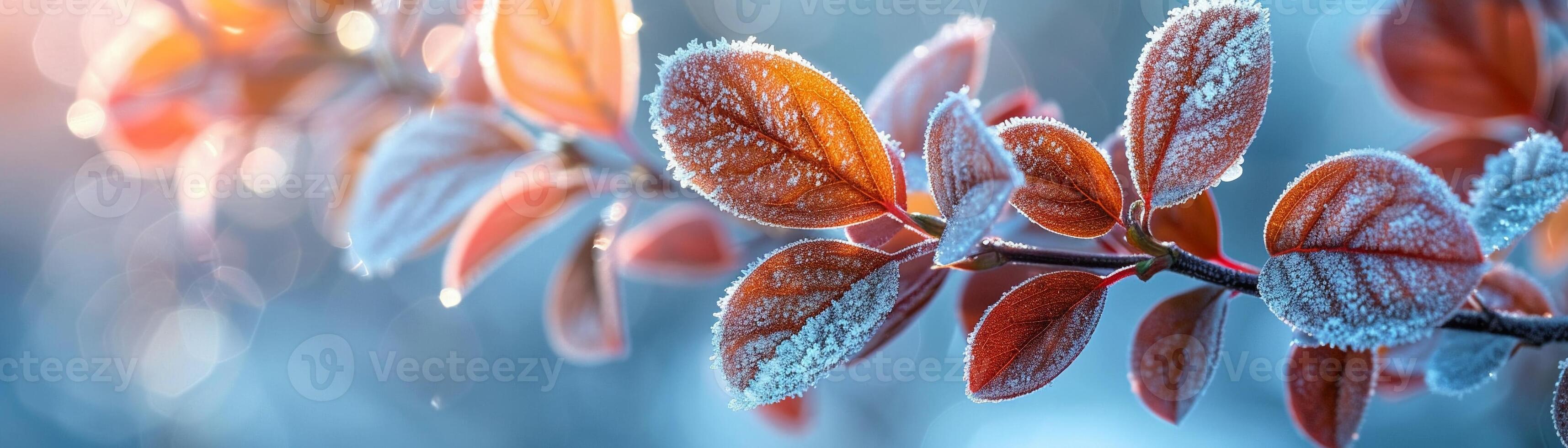 Frost-covered leaves on a brisk winter morning photo