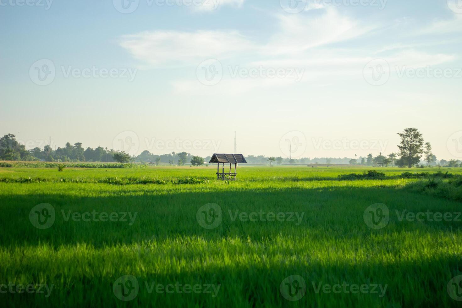 Landscape of paddy fields with a simple hut in the middle of the fields photo