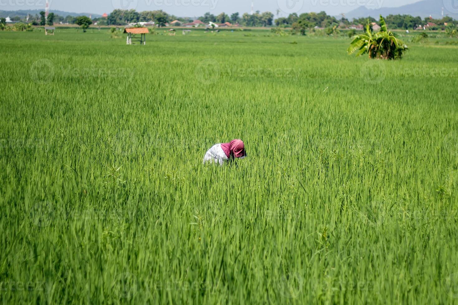 Farmers are currently tending to paddy rice in the expansive fields with mountains in the background photo