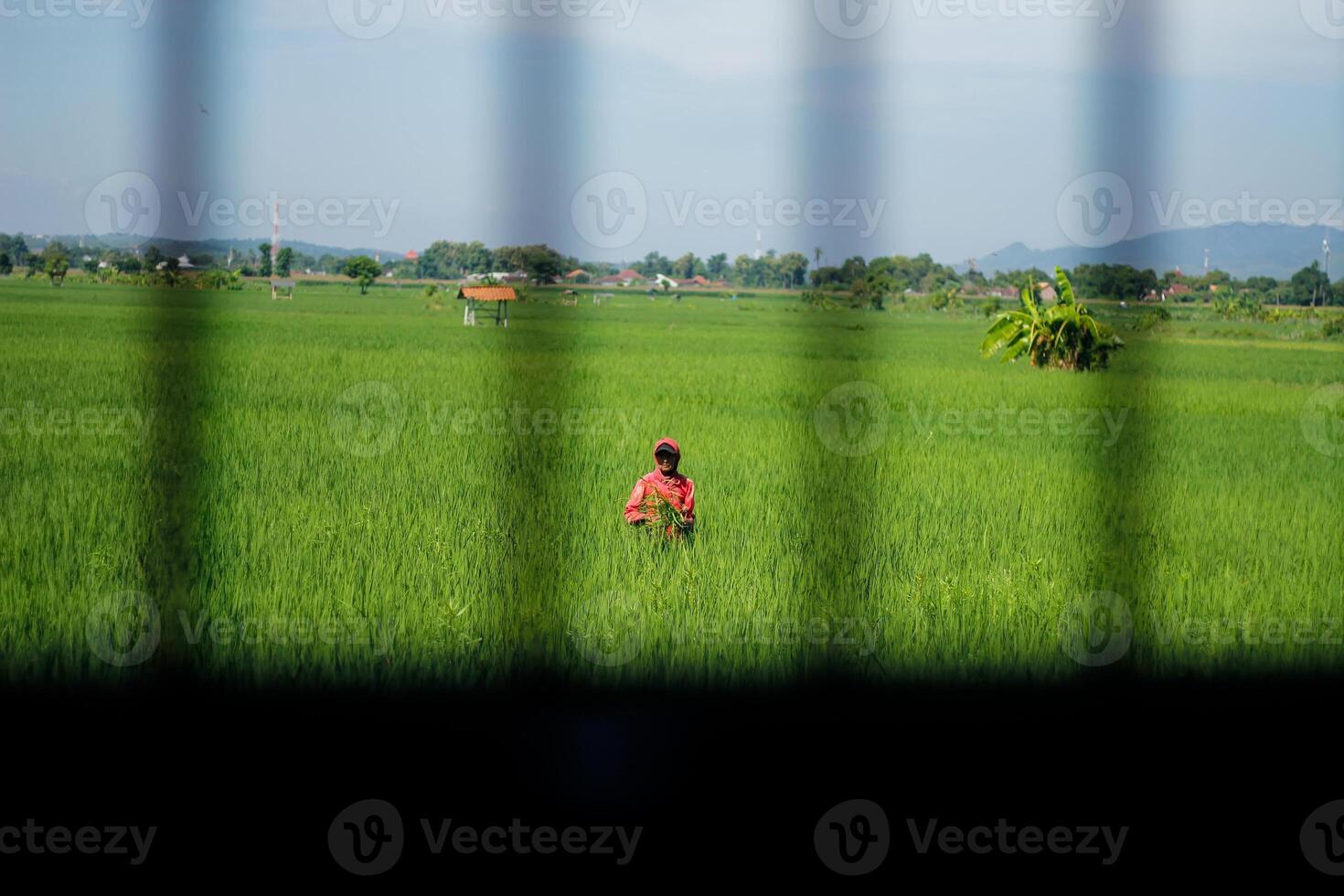 Farmers are currently tending to paddy rice in the expansive fields with mountains in the background photo