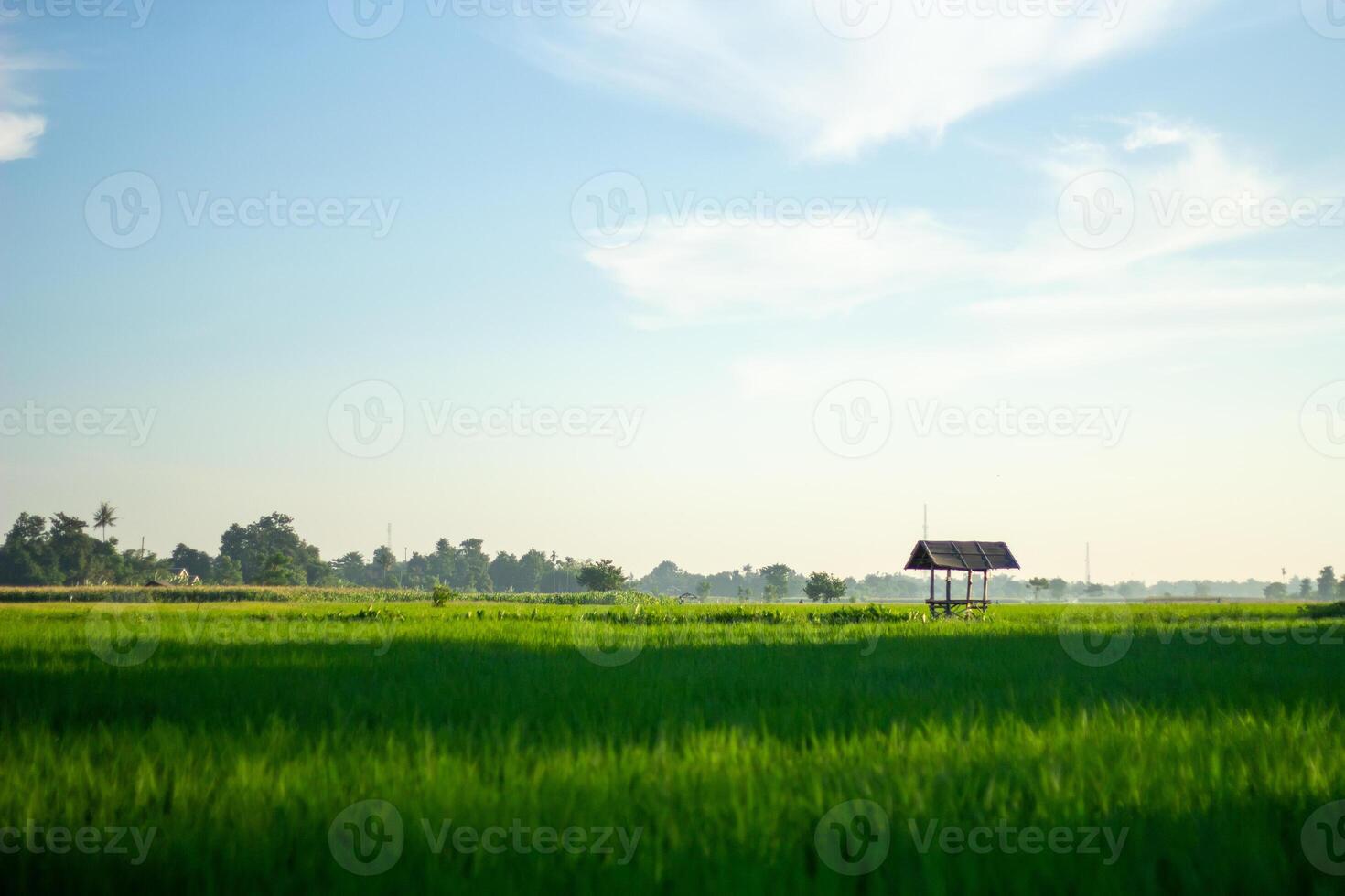 Landscape of paddy fields with a simple hut in the middle of the fields photo