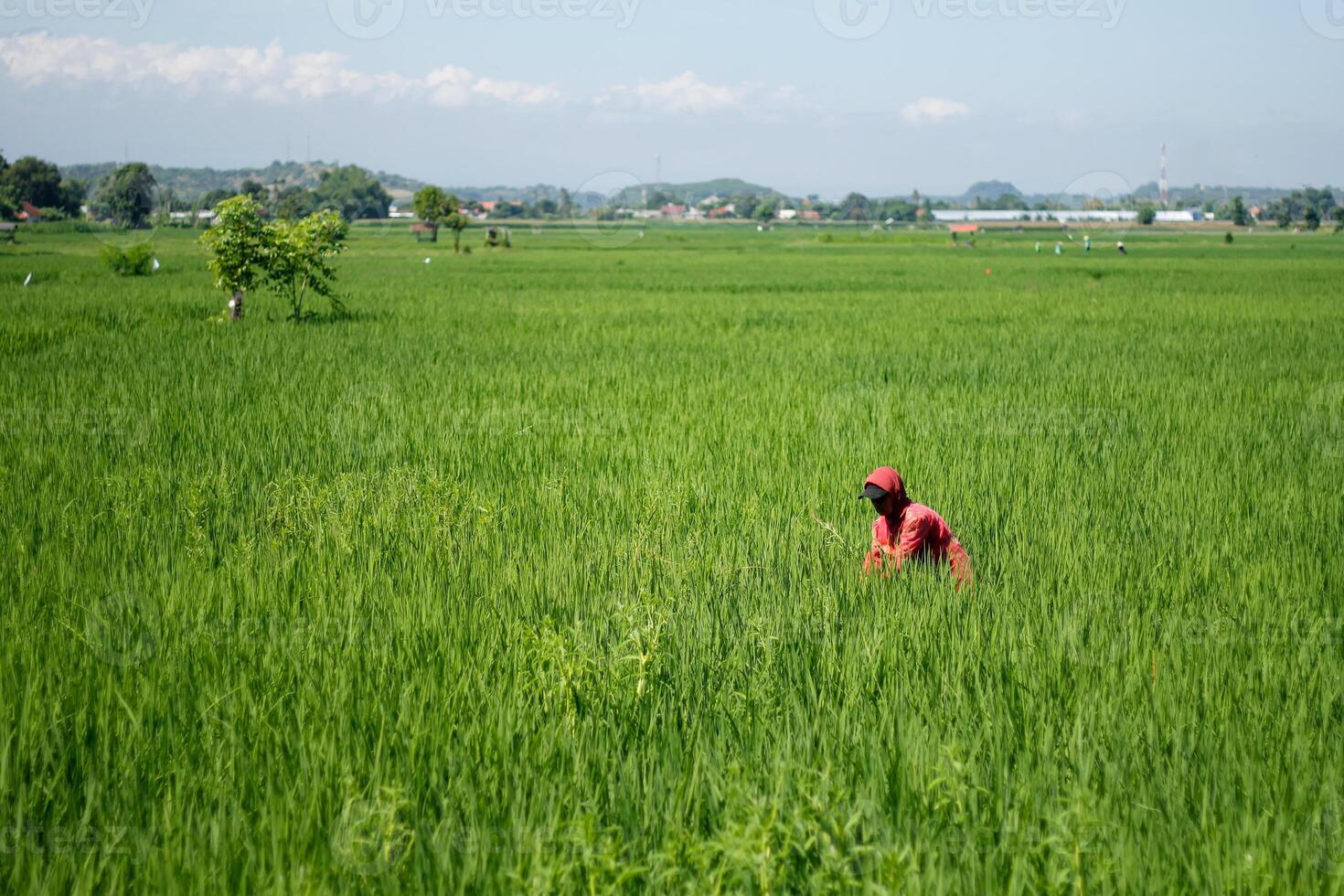 Farmers are currently tending to paddy rice in the expansive fields with mountains in the background photo